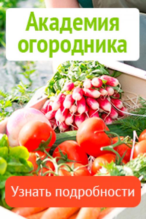 Сорта овощи подзимний посев. Как правильно посеять овощи под зиму