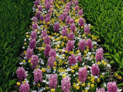 Можно ли сажать тюльпаны и нарциссы весной. Когда сажать лилии — весной или осенью? 11