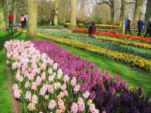 Можно ли сажать тюльпаны и нарциссы весной. Когда сажать лилии — весной или осенью? 12