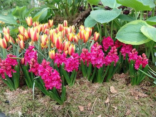 Можно ли сажать тюльпаны и нарциссы весной. Когда сажать лилии — весной или осенью? 13