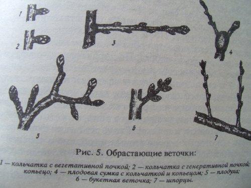 Как заставить яблоню плодоносить каждый год