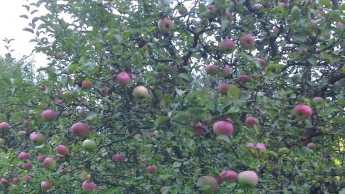 Как заставить яблоню плодоносить каждый год