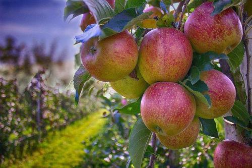 Когда начинают плодоносить яблони после посадки. На, какой год начинает плодоносить яблоня после посадки саженцев