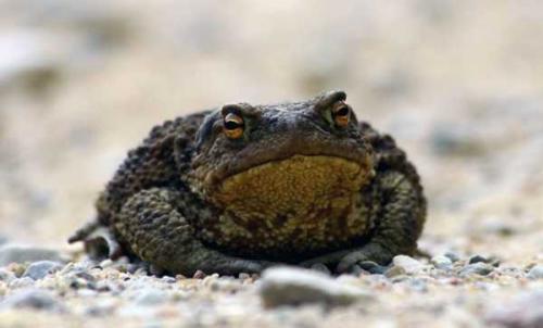 Земляная жаба на даче. Описание земляной жабы