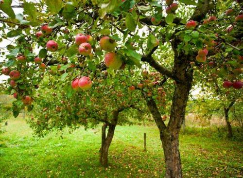 Когда начинают плодоносить яблони после посадки. На, какой год начинает плодоносить яблоня после посадки саженцев 01