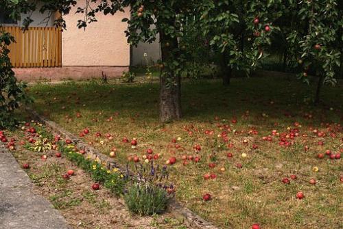 Можно ли закапывать опавшие яблоки в саду. Почему нужно сразу убирать упавшие яблоки