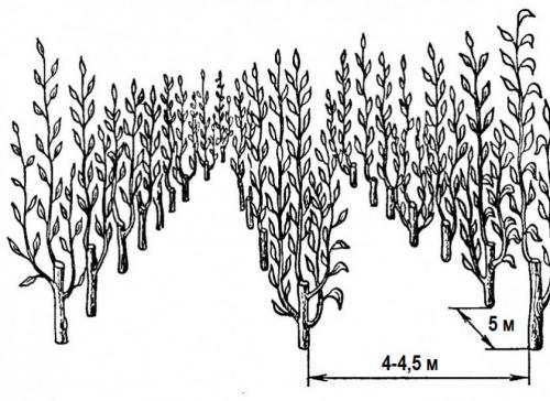 На, каком расстоянии друг от друга сажать груши. Посадка плодовых деревьев: расстояние между саженцами сливы 02