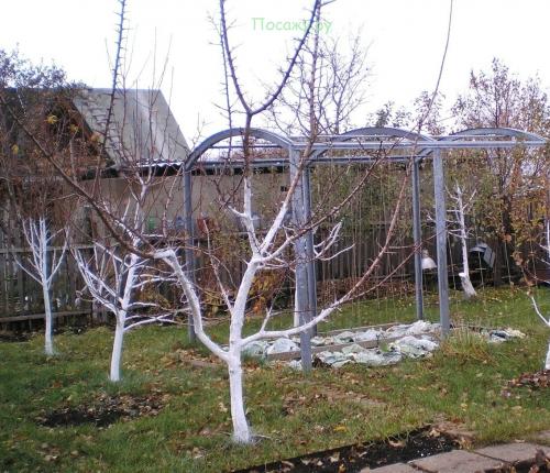 Заливка деревьев на зиму. Осеняя подготовка плодовых деревьев к зиме