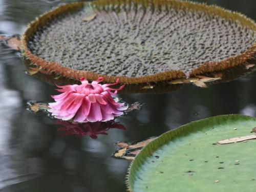 Лотос и кувшинка. Водные цветы: кувшинка или лотос?