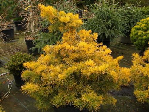 Пихта одноцветная Abies concolor. Пихта одноцветная — Abies concolor