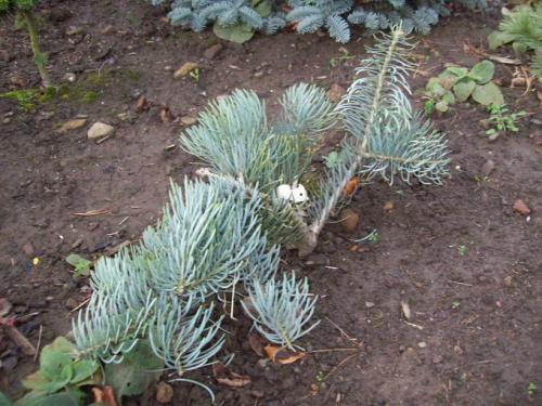 Пихта одноцветная Abies concolor. Пихта одноцветная — Abies concolor