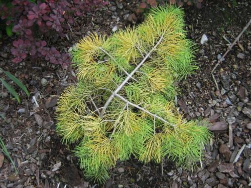 Пихта одноцветная Abies concolor. Пихта одноцветная — Abies concolor