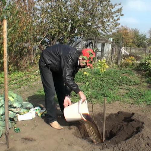 На каком расстоянии сажать друг от друга груши. Подготовка ям для посадки деревьев яблони и груши на участке (с фото) 02