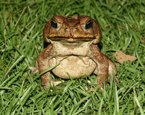 Что едят жабы и лягушки?