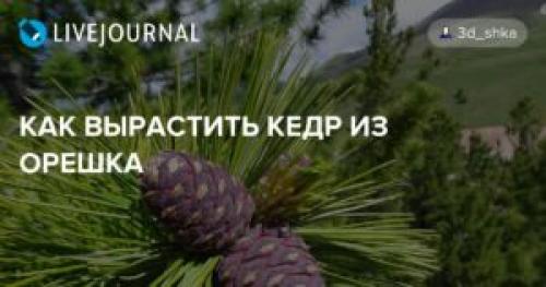 Можно ли вырастить кедр из очищенного ореха. Как вырастить кедр из орешка в домашних условиях