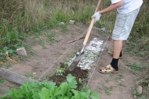 Пекинская капуста боится мороза. Капуста и заморозки