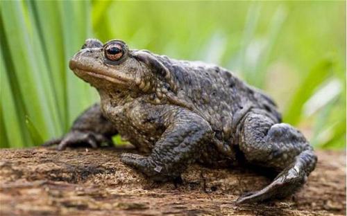 Земляные жабы в огороде вред или польза. Как избавиться от земляной жабы 05