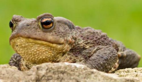Земляные жабы в огороде вред или польза. Как избавиться от земляной жабы 02