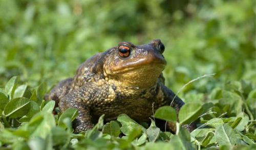 Земляные жабы в огороде вред или польза. Как избавиться от земляной жабы 04