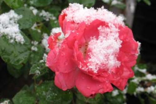 При какой температуре розы могут замерзнуть. Когда и при какой температуре надо прикрывать растения? 03