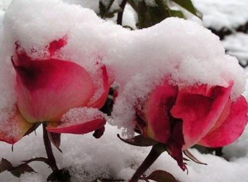 Какое понижение температуры выдерживают розы. Сколько градусов мороза выдерживают незакрытые розы