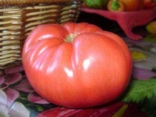 Для сока сорта томатов. Основные критерии выбора семян томатов 19