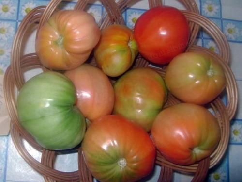 Для сока сорта томатов. Основные критерии выбора семян томатов 25