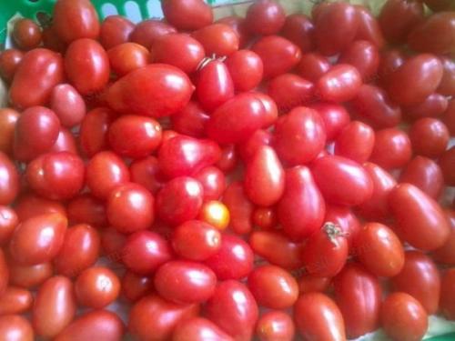 Для сока сорта томатов. Основные критерии выбора семян томатов 15