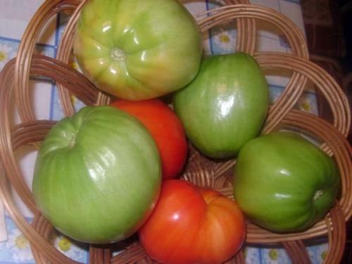 Для сока сорта томатов. Основные критерии выбора семян томатов 17