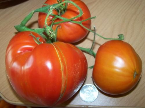 Сорта помидор для томатной пасты. 10 лучших томатов для кетчупа и лечо