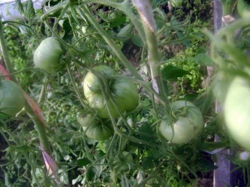 Для сока сорта томатов. Основные критерии выбора семян томатов 23