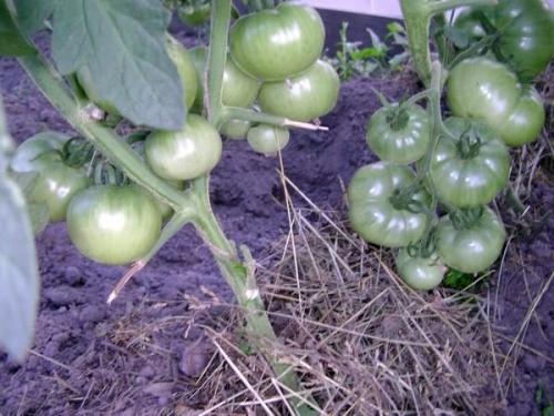 Для сока сорта томатов. Основные критерии выбора семян томатов 16