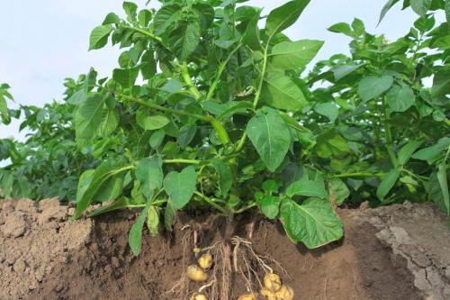 Ботва картофеля. Ценность ботвы в качестве удобрения на огороде