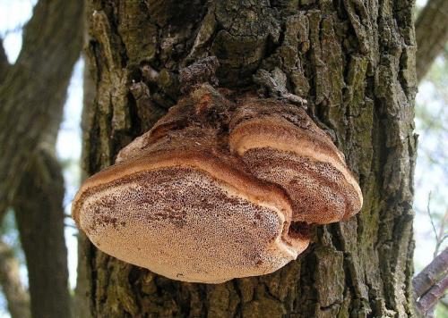 Грибы которые растут на деревьях съедобные. Гриб на дереве (50 фото): съедобные, какие паразиты, как называться, выращивать своими руками, можно есть, оранжевый, ореховый