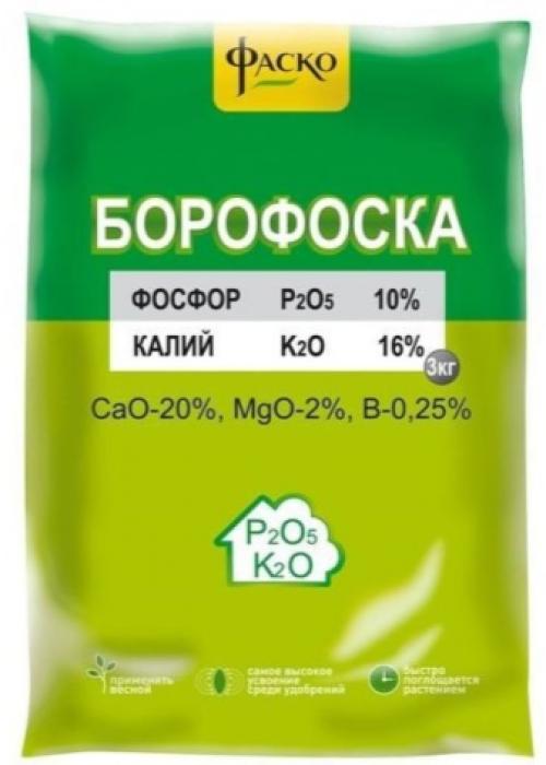 Флоксы уход осенью после цветения. Уход за флоксами после цветения: что нужно успеть сделать осенью 08