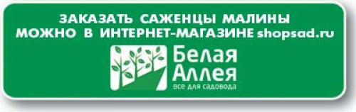 Как посадить ремонтантную малину осенью. Почему ремонтантная малина осенью не плодоносит/не вызревает? 02