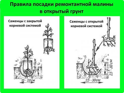 Малина ремонтантная посадка и уход в открытом грунте. Посадка