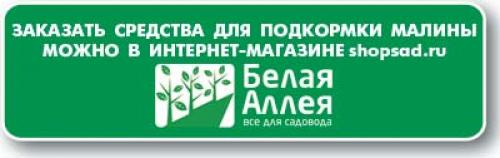 Как посадить ремонтантную малину осенью. Почему ремонтантная малина осенью не плодоносит/не вызревает? 03