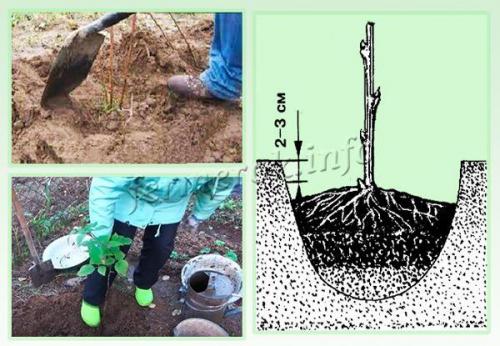 Посадка малины осенью. Как правильно посадить малину осенью