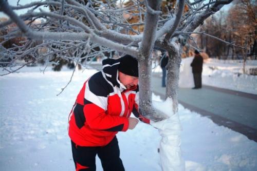 Как утеплить на зиму молодые саженцы плодовых деревьев. Утепление ствола дерева