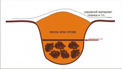 Как сохранить виноград на зиму в погребе. Как сохранить черенки винограда зимой