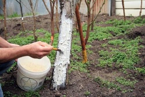 Как укрыть яблоню на зиму в сибири. Технология утепления