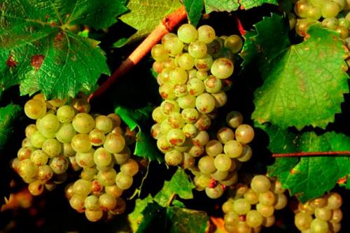 Лучшие сорта винограда для центрального черноземья. Лучшие винные сорта винограда