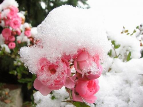 При какой температуре на зиму закрывают розы. При какой температуре укрывать розы на зиму: советы и рекомендации