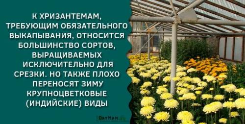 Хризантему, как укрыть на зиму. Уход за хризантемами осенью и подготовка к зимнему укрытию