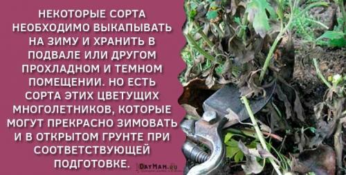 Хризантему, как укрыть на зиму. Уход за хризантемами осенью и подготовка к зимнему укрытию