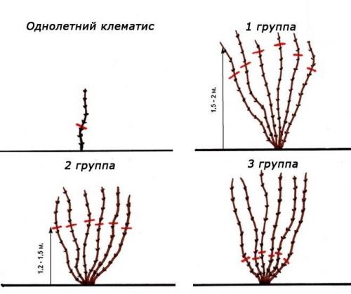 Как укрыть клематис на зиму в подмосковье. Как правильно укрывать клематисы на зиму?