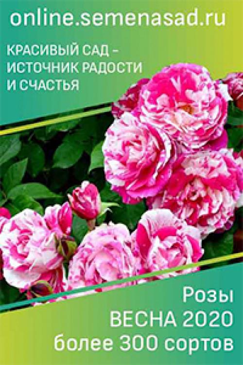 Как прорастить каштан осенью. Как вырастить каштановое дерево из поднятых с земли каштанов