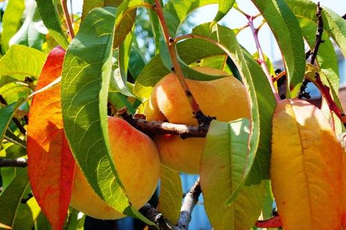 Укрытие саженцев персика на зиму. Правильная подготовка персика к зиме для получения хорошего урожая