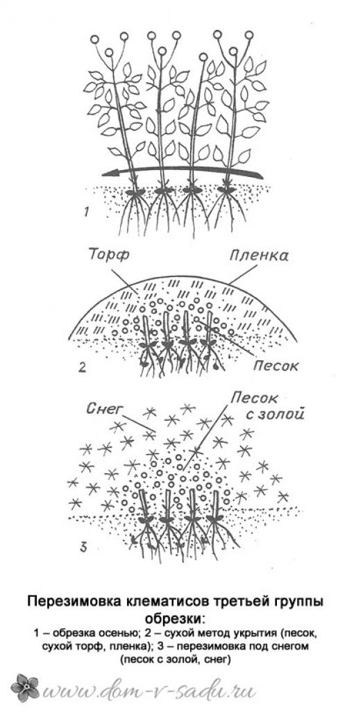Как сохранить молодой клематис зимой. Укрытие клематисов на зиму